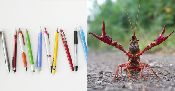 Several Pens in a row; a crayfish