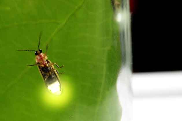 Fireflies