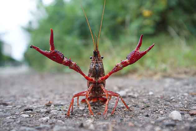 Crawfish
