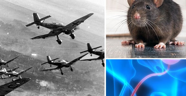 planes, a rat, and wire inside body