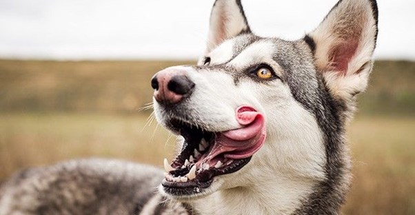 A husky in a field with its tongue hanging out of its mouth