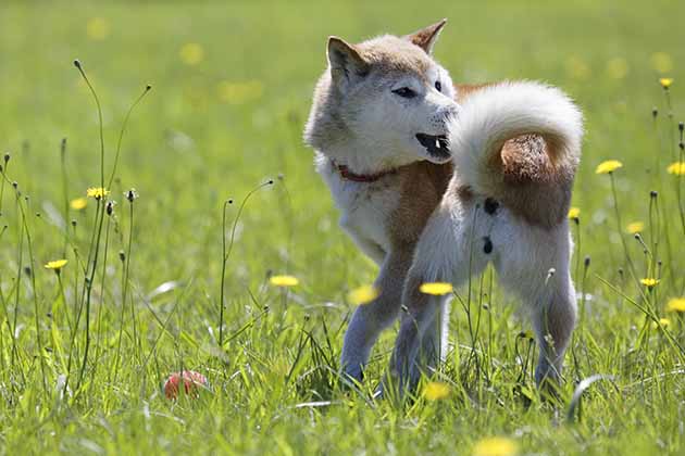Chasing Their Tail