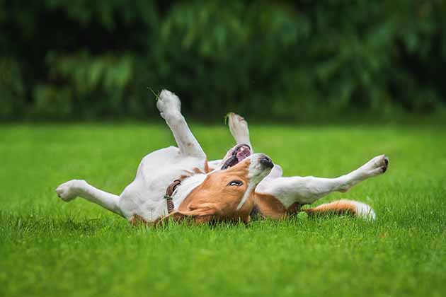 Wiggling