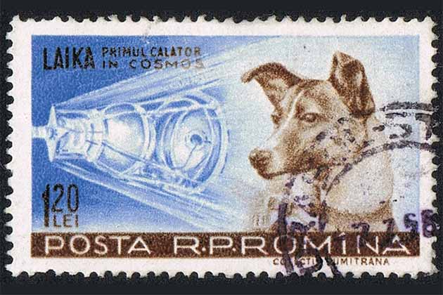 First Animal to Orbit Earth