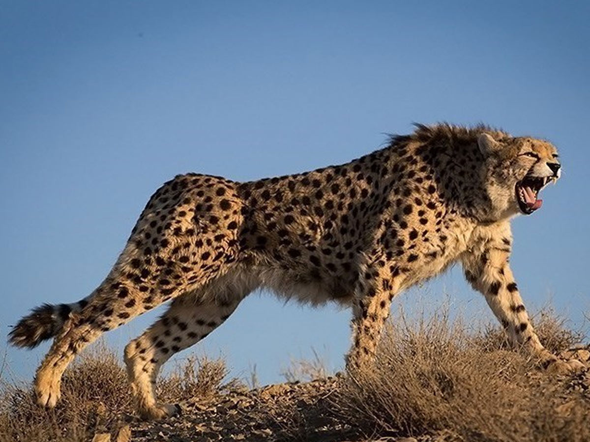 The Asiatic Cheetah