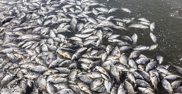 Gulf of Mexico Dead Zone