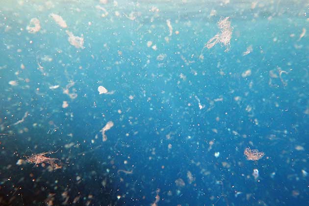 Dead Zone Causes: Human Pollution