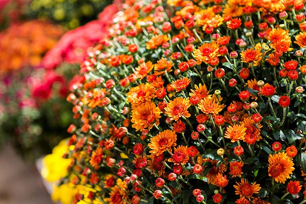 Buy Mums for Your Front Porch