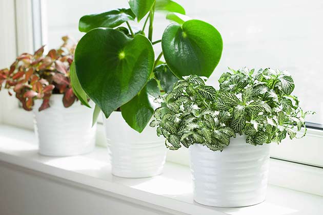 Bring Plants Out of the Cold