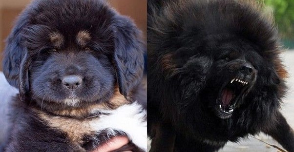 Someone holding a Tibetan Mastiff puppy; a Tibetan Mastiff barking