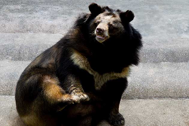 What's An Asiatic Black Bear?