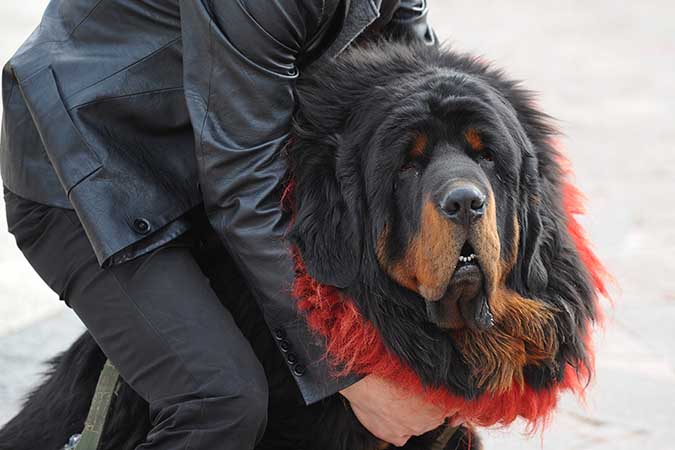 He's Tibetan, Not Transylvanian