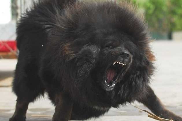 My What Big Teeth You Have