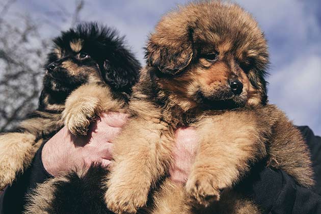 Man's Best Friend