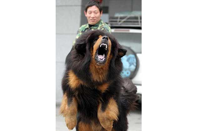 Roaring and Growling