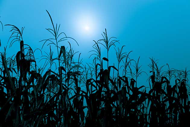 Cornfield Demons