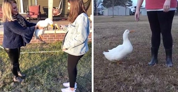 One girl holding Dorothy the duck and showing her to another girl; Dorothy standing beside a woman.
