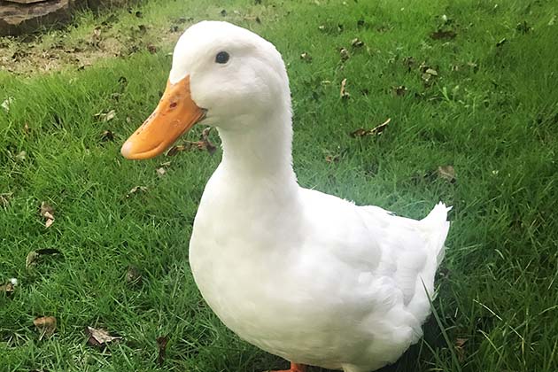 Meet Dorothy!