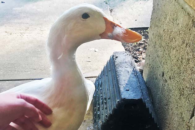 The American Pekin Duck