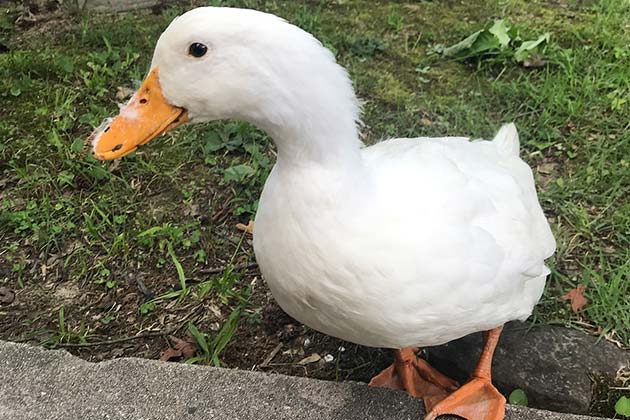 Little Lost Duckling