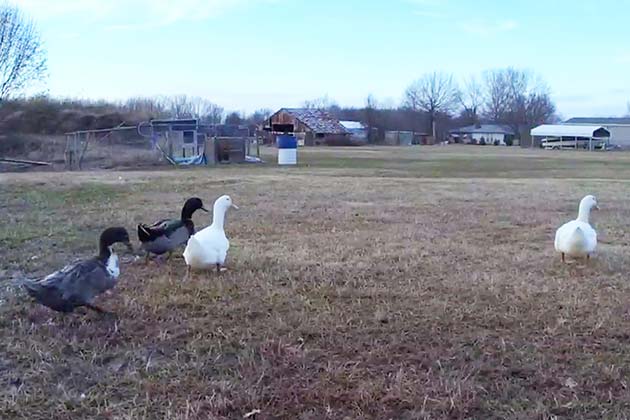 Leader of the Pack