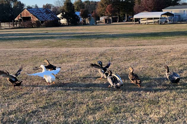 Playing With The Big Dogs
