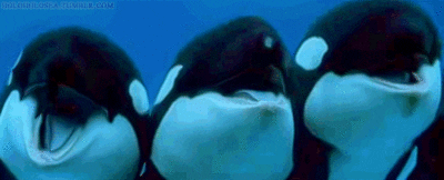 Moby Dick Taught Us a Valuable Lesson