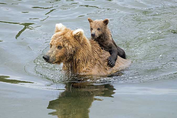 The Choice to Get Into the Lake Was Far From Harmless...