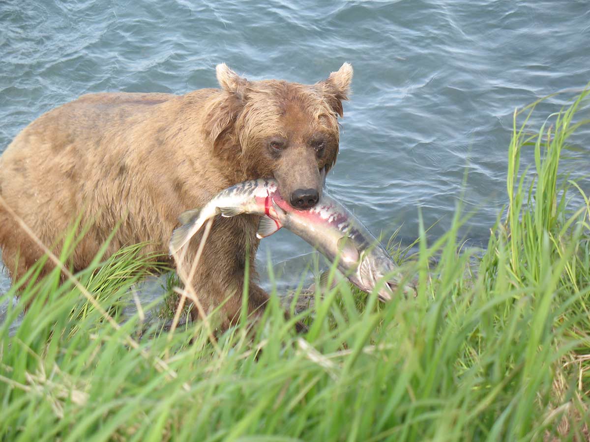 The Lake Doesn't Get Too Many Animal Visitors...