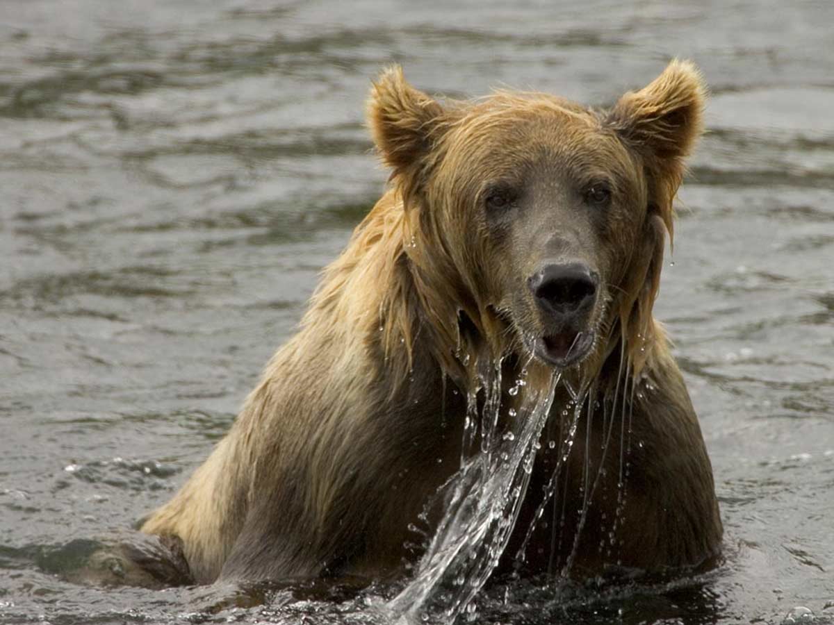 Mama Bear Made a Tough Call