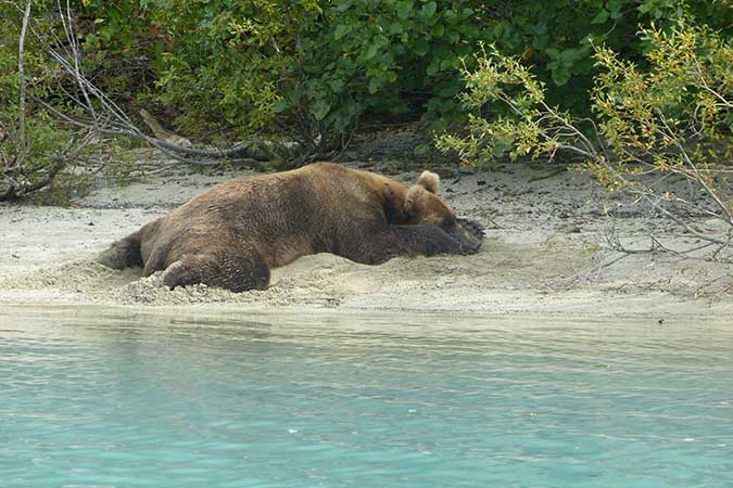 Returning the Cubs to Their Mother