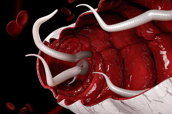 Hookworm