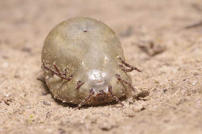 Lyme Disease