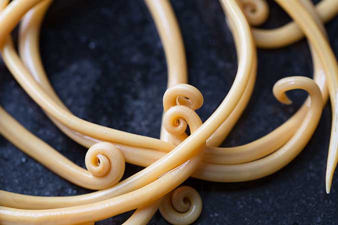 Roundworms