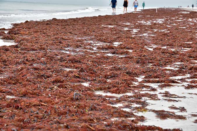 Algae Toxins