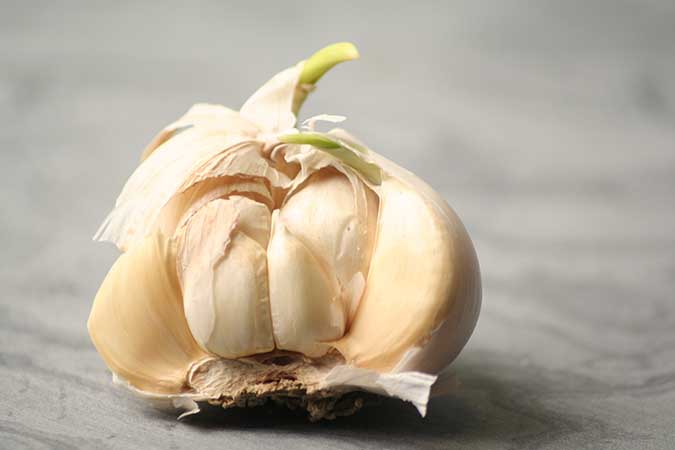 Sprouted Garlic