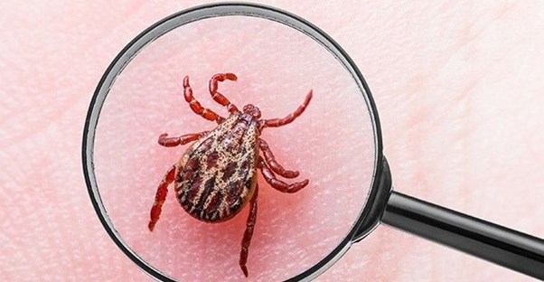 A tick on skin under a magnifying glass