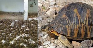 Neighbors Call Cops on Smelly House, Discover 10,000 Rare Tortoises