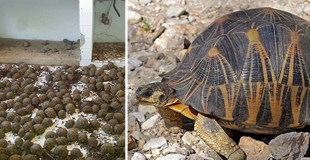 Neighbors Call Cops on Smelly House, Discover 10,000 Rare Tortoises