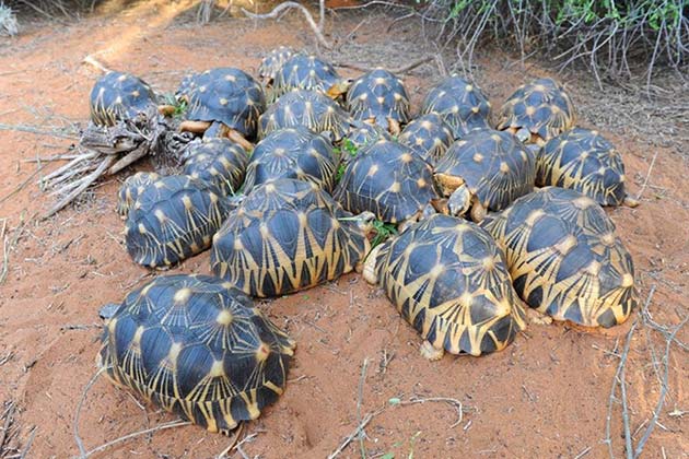 Rehoming the Tortoises