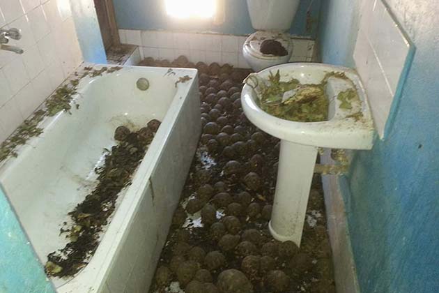 The Conditions
