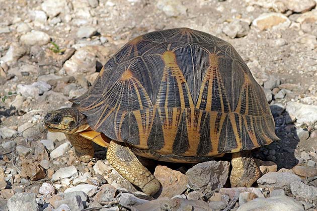 And They Found…Tortoises?