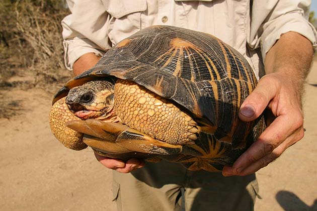 Radiated Tortoises Are Extremely Rare