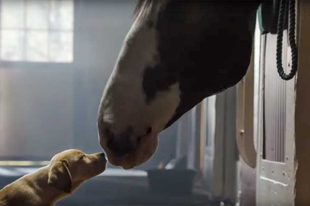 An Unlikely Pair (Budweiser)