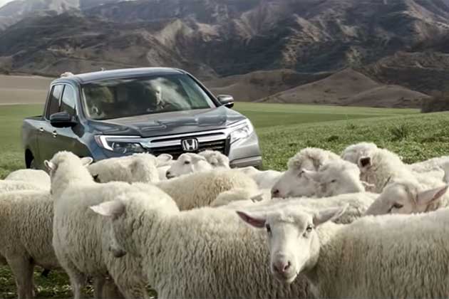 The Sheep Cover Band (Honda)