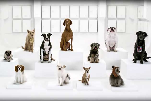 Star Wars Dogs (Volkswagen)