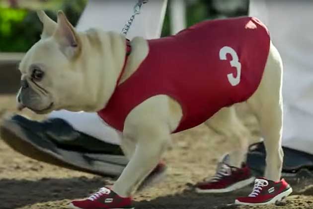 Dog Sneakers (Sketchers)