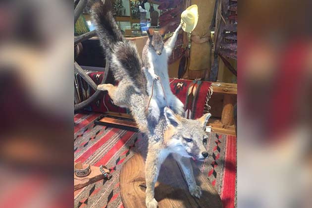 Fun With Taxidermy