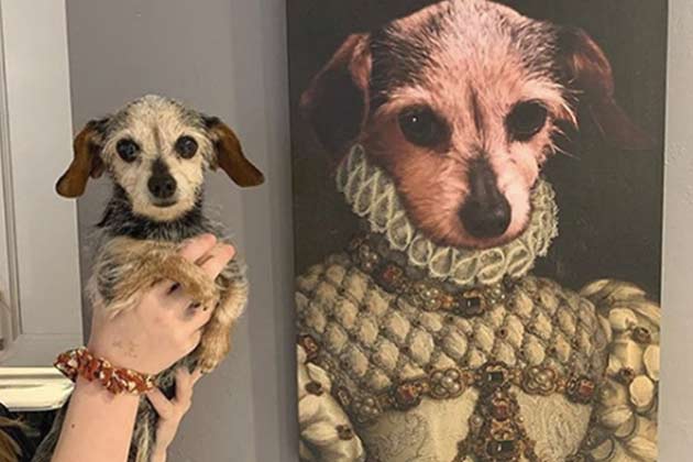 A Portrait of Your Pooch