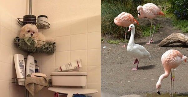 A small white fluffy dog in a shower and a goose mimicking flamingos.